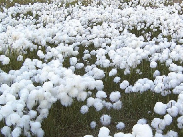 Cotton Fields In Pakistan - Things to import from Pakistan