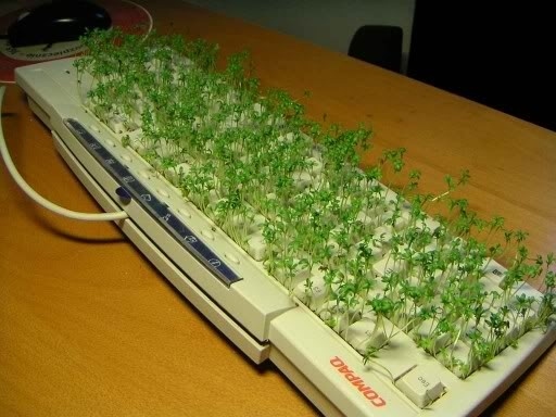 herb garden on a keyboard